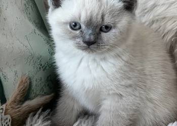 Urocza kotka Brytyjska  Rzeszów