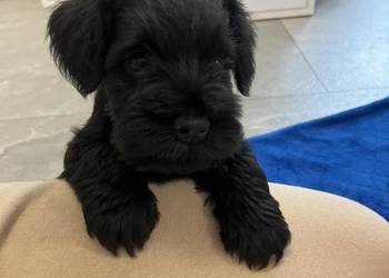 Sznaucer miniaturowy czarny