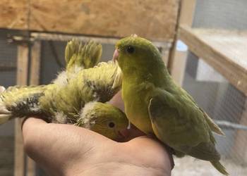 Stokówki Prążkowane - Katarzynki