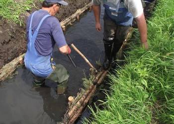 Faszyna leśna fi 20 cm, Paliki sosnowe