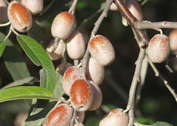 OLIWNIK wąskolistny  Eleagnus angustifolia - NASIONA 60 sztuk - 10g.