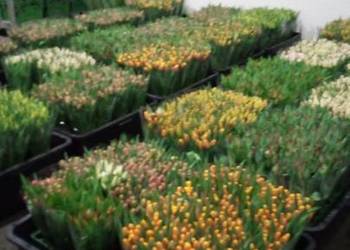 Tulipan cięty na 8 marca