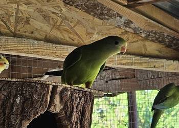 Sprzedam barabandy księżniczki tarczowe