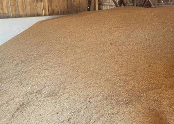 Pszenica, przenżyto