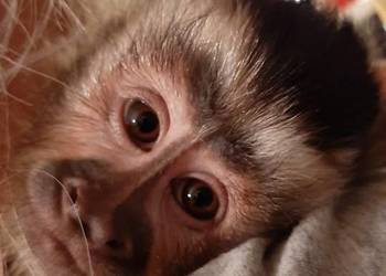Oswojone, młode Małpki Kapucynki - Kapucynka czubata [Cebus apella]