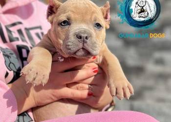 American Bully Suczka ABKC
