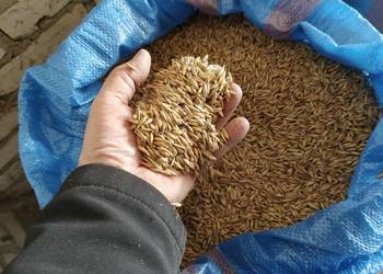 Owies Reflex zbiór 2024/2025