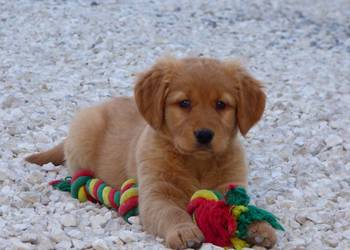 Szczeniaki Golden retriever