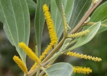 AKACJA HOLOSERICEA Acacia holosericea - NASIONA 100g