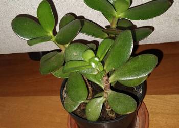 Grubosz nr 5, 3 sadzonki w doniczce, wys. 20cm