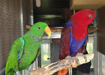 Lory wielkie, barwnice zwyczajne para