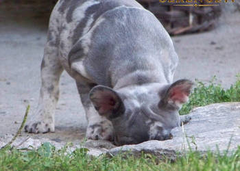 Buldog Francuski