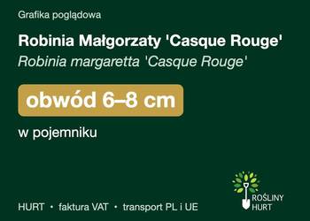 Robinia Małgorzaty 'Casque Rouge' obwód 6-8 cm, w pojemniku – HURT