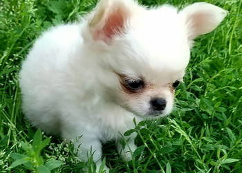 Piesek chihuahua długowłosy