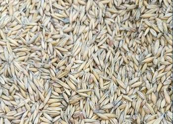 sprzedam mieszankę zbożową pierwszy rok po kwalifikacie