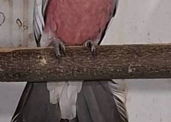 Kakadu różowe 24r.  Obrączka DNA