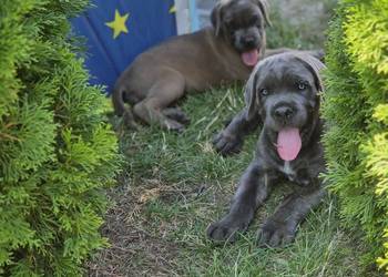 Cane Corao Italiano
