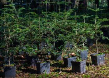Jodła pospolita (Abies alba) wys. 50-70 cm, donica 3 l