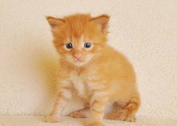 Przepiękny rudeczek Maine Coon - LEGALNA HODOWLA PZF/WCF
