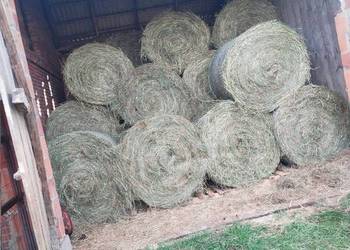 Sprzedam siano baloty 130 cm sezon 2025