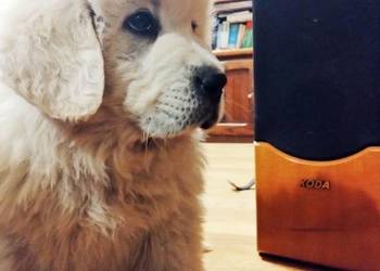 Owczarki podhalańskie