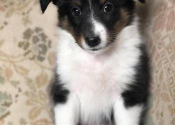 Ayla sheltie - suczka tricolor po rodzicach pracujących