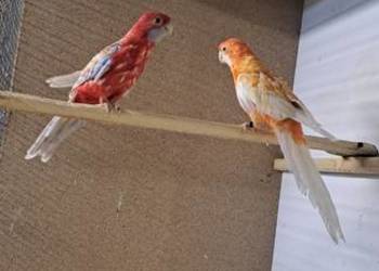 Rozelle królewskie pastel