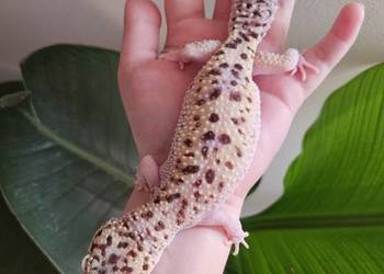 Gekon lamparci samica