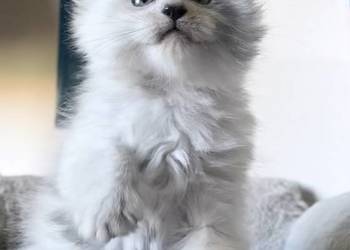 Maine Coon - kocurek po importach !!!