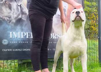 Szczeniaki samce  Dog Argentyński ZKwP (FCI) krycie zagraniczne SŁOWACJA