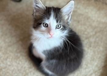 Kocurek Maine Coon gotowy do odbioru