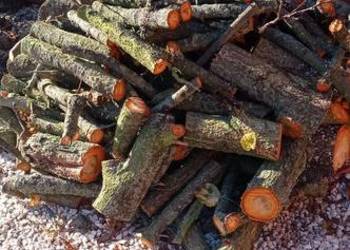 Drewno owocowe do wędzenia