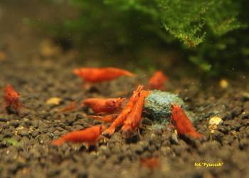 KREWETKA SAKURA RED – Neocaridina davidi