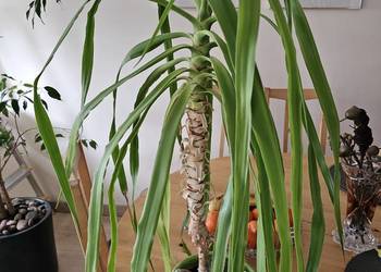 Dracena wyhodowana z sadzonki z Włoch kwiat doniczkowy