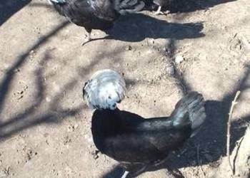 Sprzedam białoczuby holenderskie Sprzedam białoczuby holenderskie