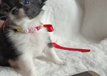 Chihuahua dziewczynka długowłosa suczka
