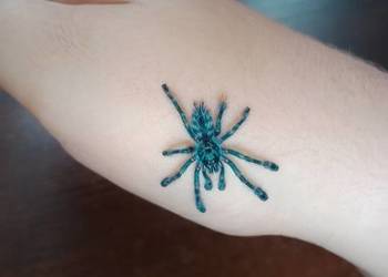 Ptasznik caribena versicolor L4/L5