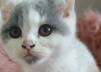 Brytyjski krótkowłosy