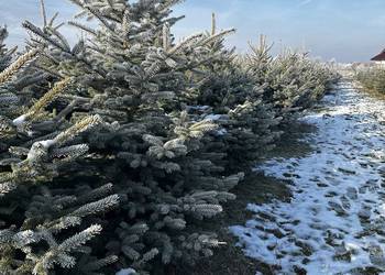 Choinka świerk srebrny