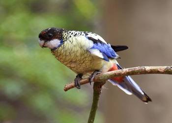 Rozella Platycercus venustus