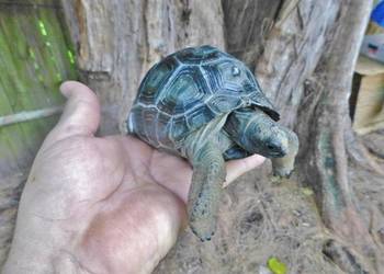 Geochelone Gigantea ( Giant aldabra tortoise)