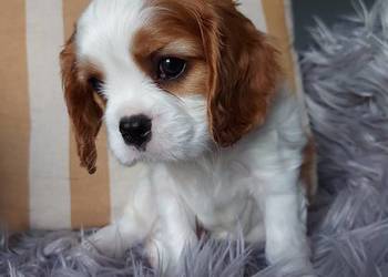 Cavalier King Charles Spaniel FCI/ZKwP