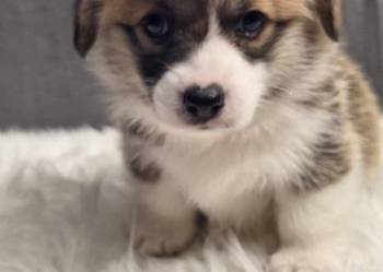 Welsh Corgi Pembroke ZKwP FCi