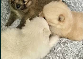 szpic miniaturowy - piesek do rezerwacji