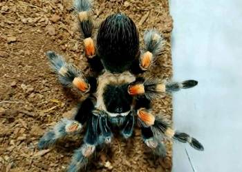 Brachypelma hamorii ptasznik 4,5 DC samiec