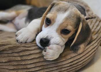 Cudowna dziewczynka Beagle po championie