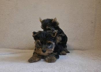 York yorkshire terrier szczeniak pieski suczki małe szczeniaczki rasowe psy