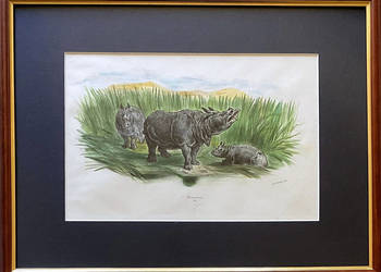 Francuska Litografia XIX wiek, Nosorożec