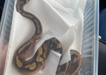 Pyton królewski (regius) piebald
