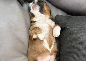 Suczka shih tzu
